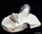 Metacanthina & Cyrtometopus Trilobite Association #3130-2